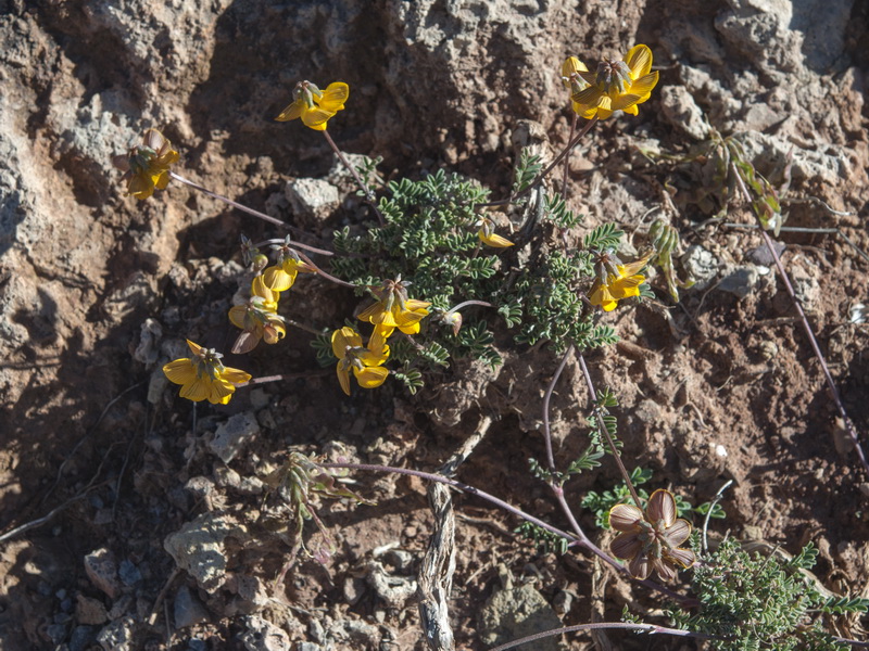 Hippocrepis scabra.01