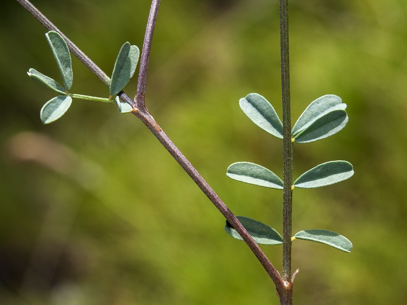 Hippocrepis scabra.08
