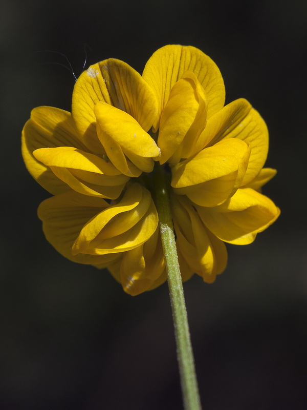 Hippocrepis scabra.09