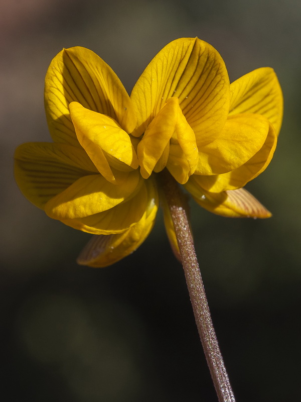 Hippocrepis scabra.10