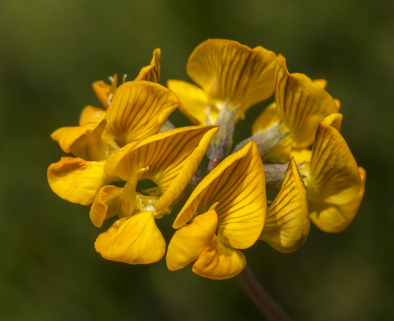 Hippocrepis scabra.11