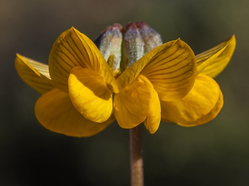 Hippocrepis scabra.13