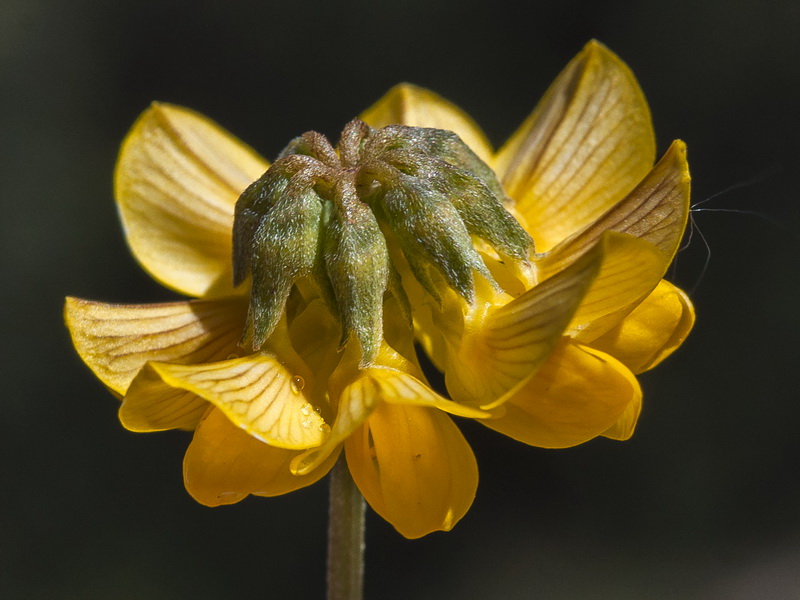 Hippocrepis scabra.14