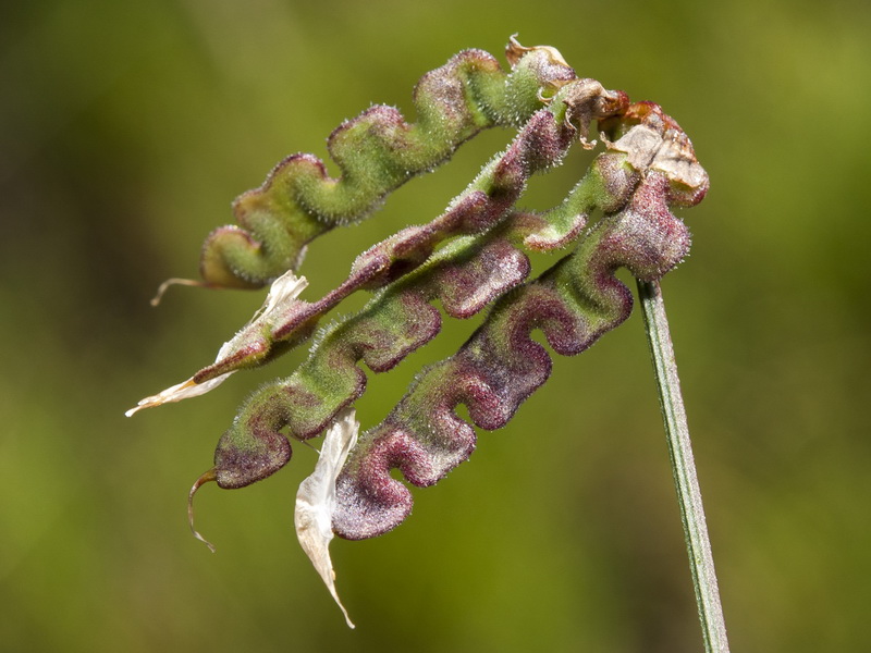 Hippocrepis scabra.16