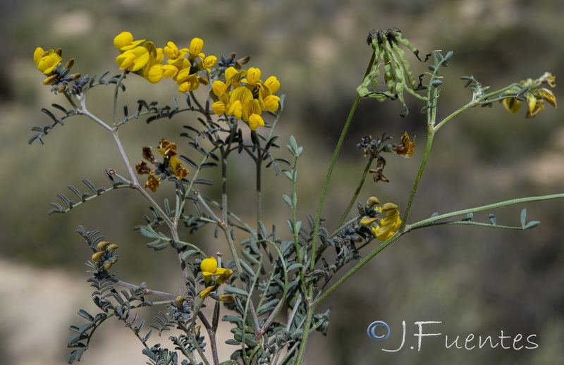 Hippocrepis scabra.21