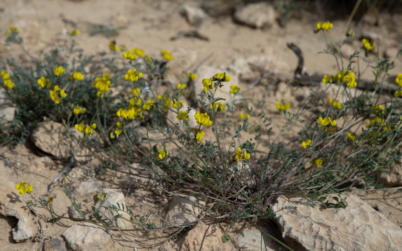 Hippocrepis scabra.01