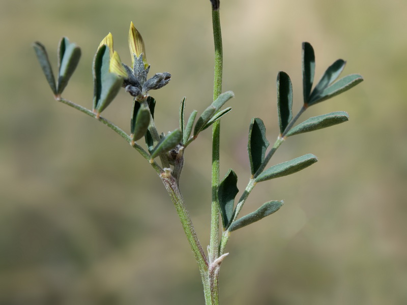 Hippocrepis scabra.25