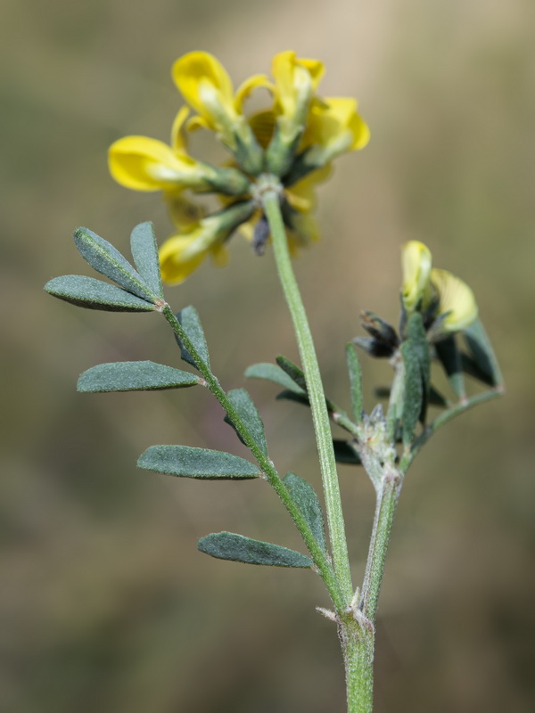Hippocrepis scabra.08