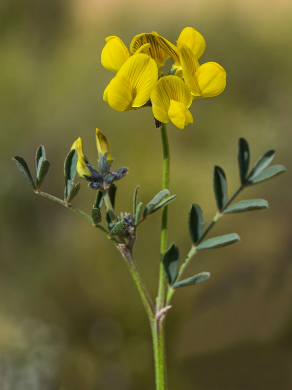 Hippocrepis scabra.28