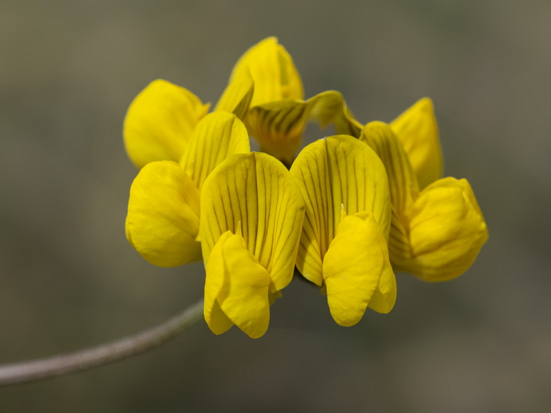 Hippocrepis scabra.30