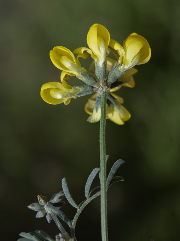 Hippocrepis scabra.32