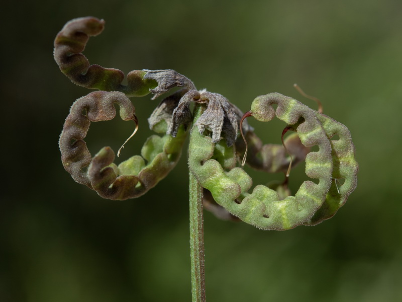 Hippocrepis scabra.16