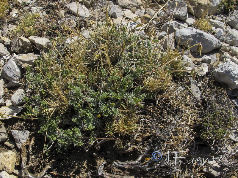 Hippocrepis squamata.02
