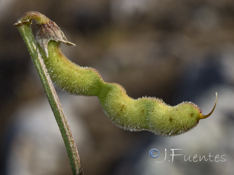 Hippocrepis squamata.07