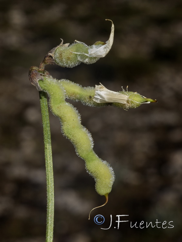 Hippocrepis squamata.08