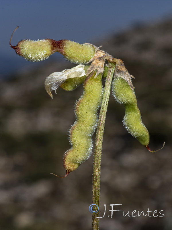 Hippocrepis squamata.09