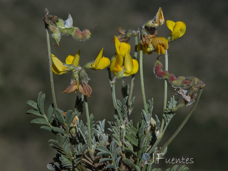 Hippocrepis squamata.10