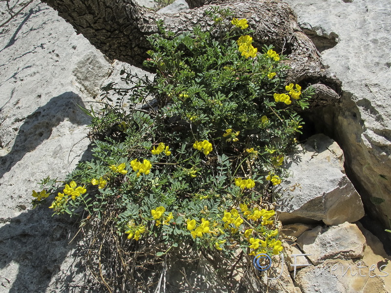 Hippocrepis talavera mendozae.01