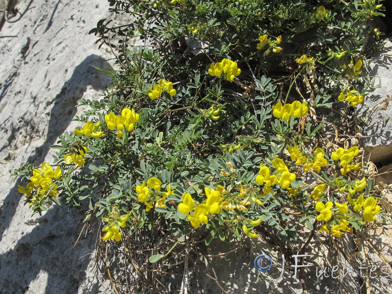 Hippocrepis talavera mendozae.02