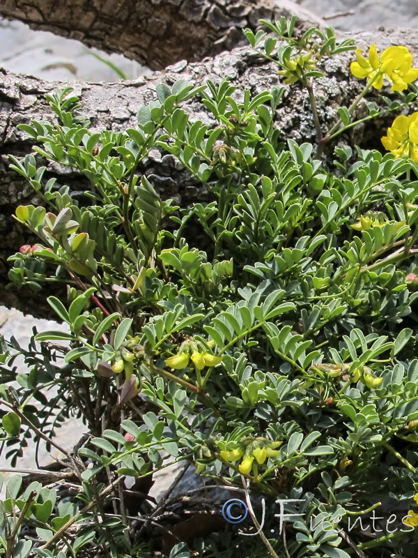 Hippocrepis talavera mendozae.03