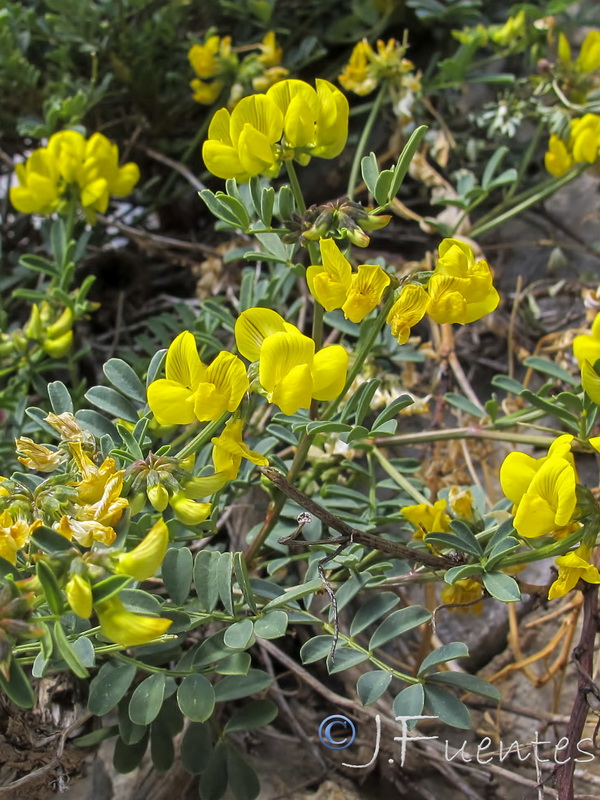 Hippocrepis talavera mendozae.04