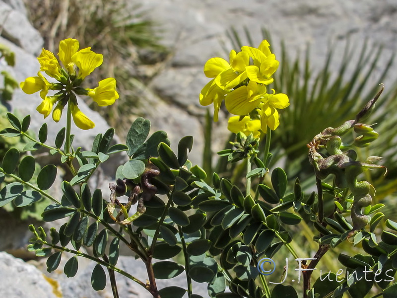 Hippocrepis talavera mendozae.08