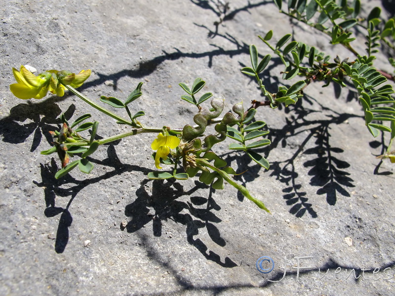 Hippocrepis talavera mendozae.09