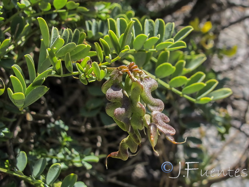 Hippocrepis talavera mendozae.10