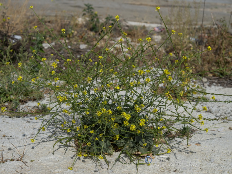 Hirschfeldia incana.07