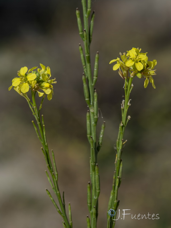 Hirschfeldia incana.08