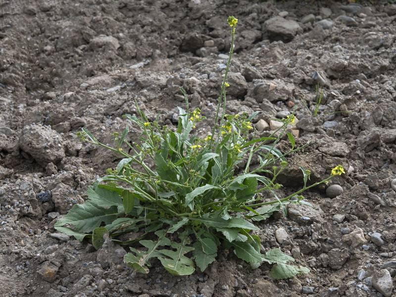 Hisphedelia incana.01
