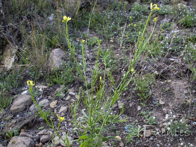 Hisphedelia incana.01