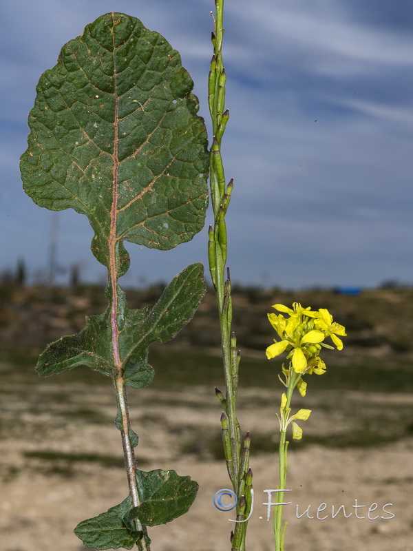Hisphedelia incana.02
