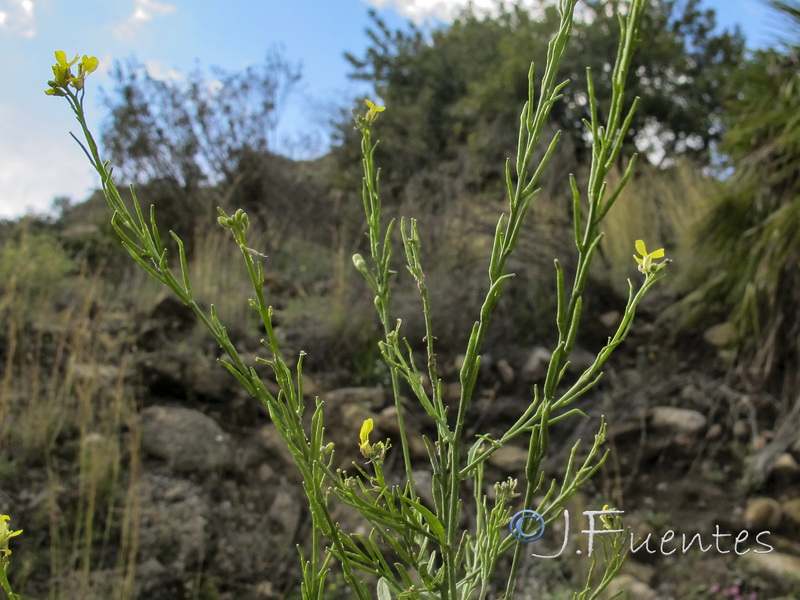 Hisphedelia incana.03