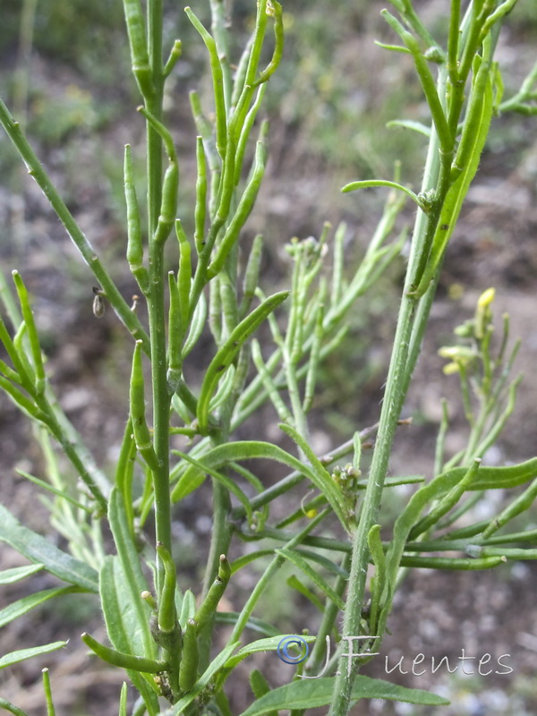 Hisphedelia incana.04