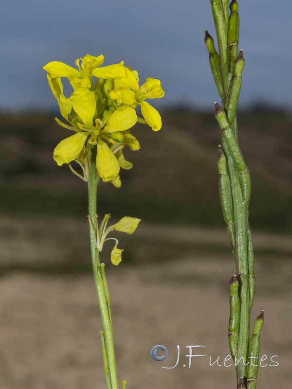 Hisphedelia incana.05