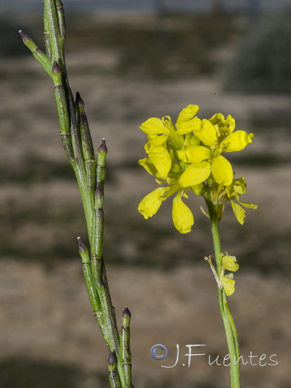 Hisphedelia incana.06