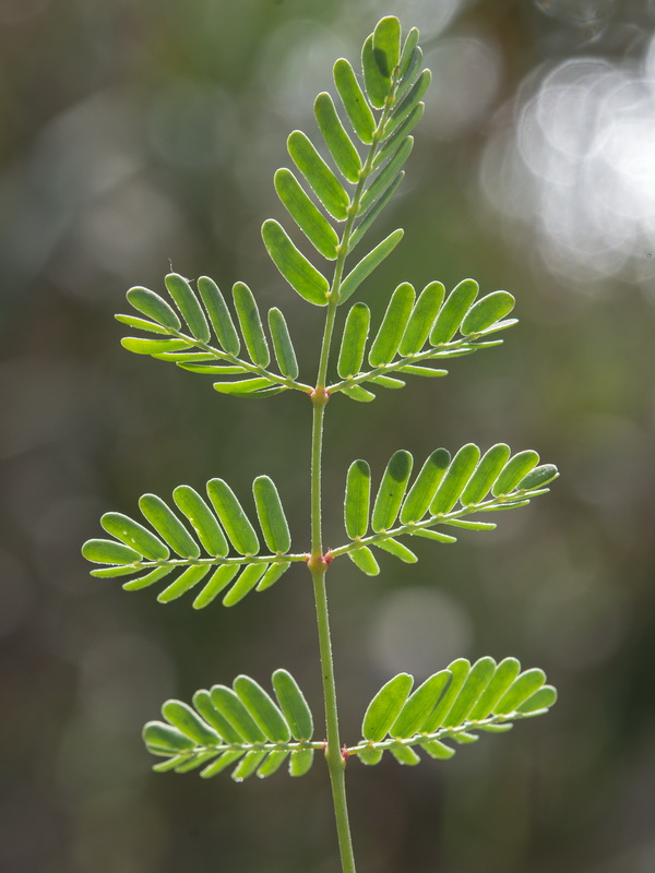 Hoffmannseggia glauca.03