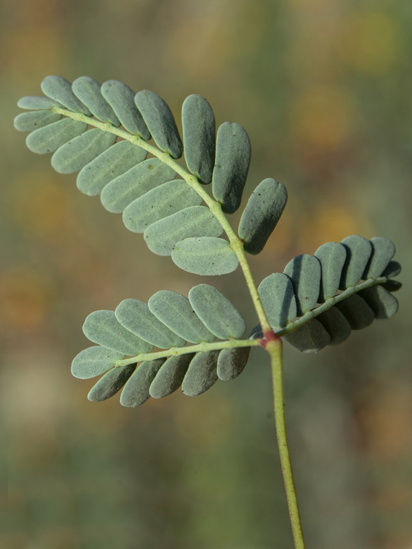 Hoffmannseggia glauca.05