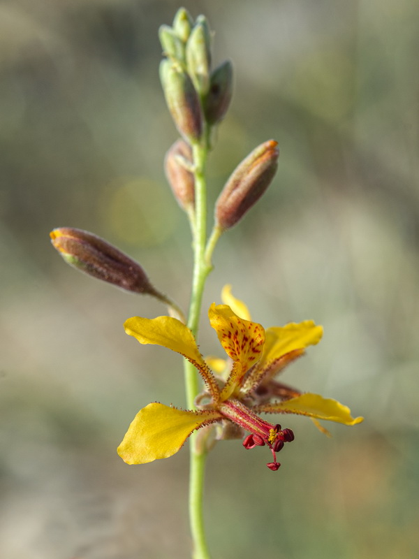 Hoffmannseggia glauca.08