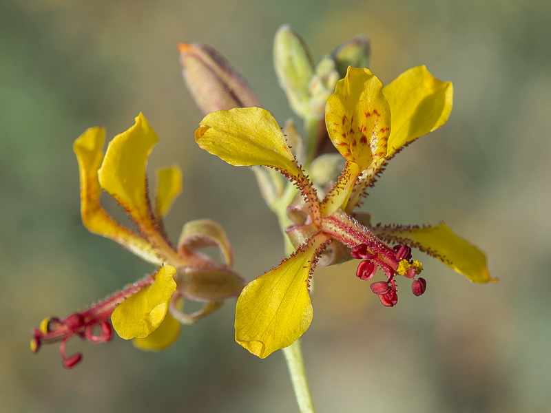 Hoffmannseggia glauca.11
