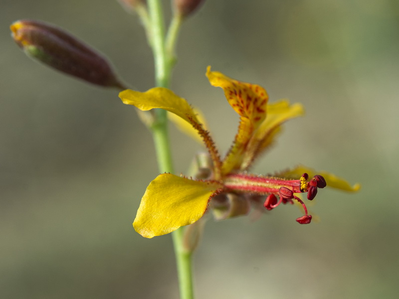 Hoffmannseggia glauca.14
