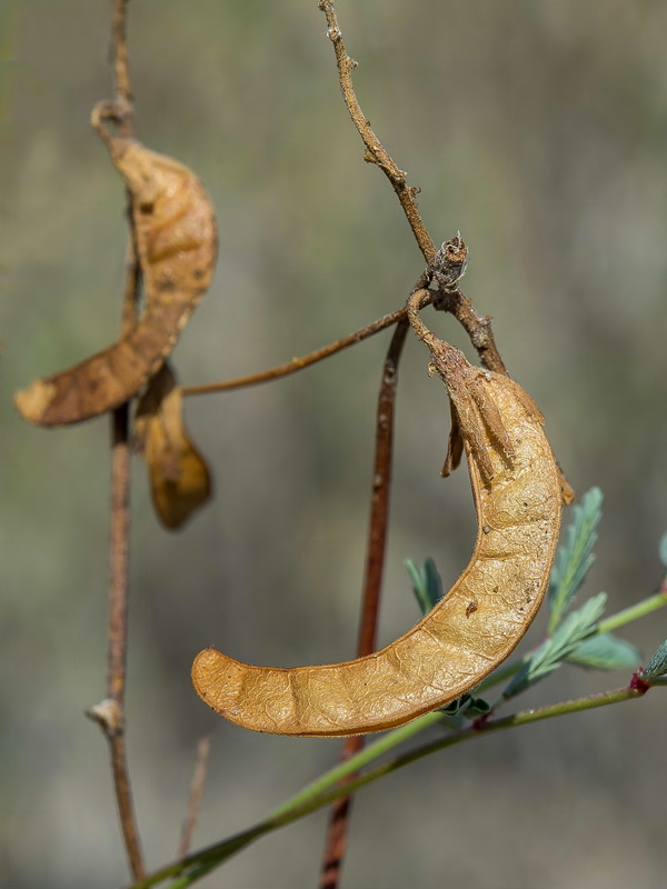 Hoffmannseggia glauca.16