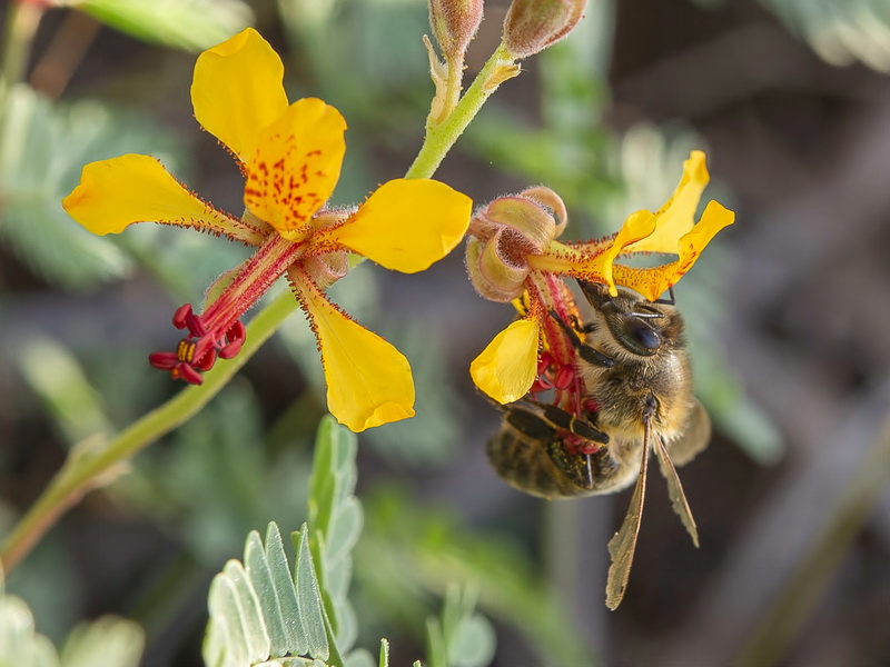 Hoffmannseggia glauca.17