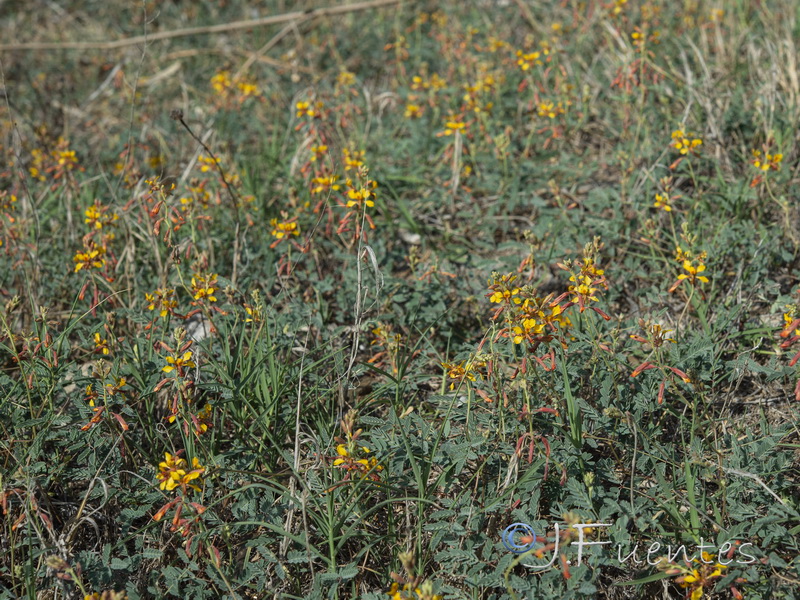 Hoffmannseggia glauca.18