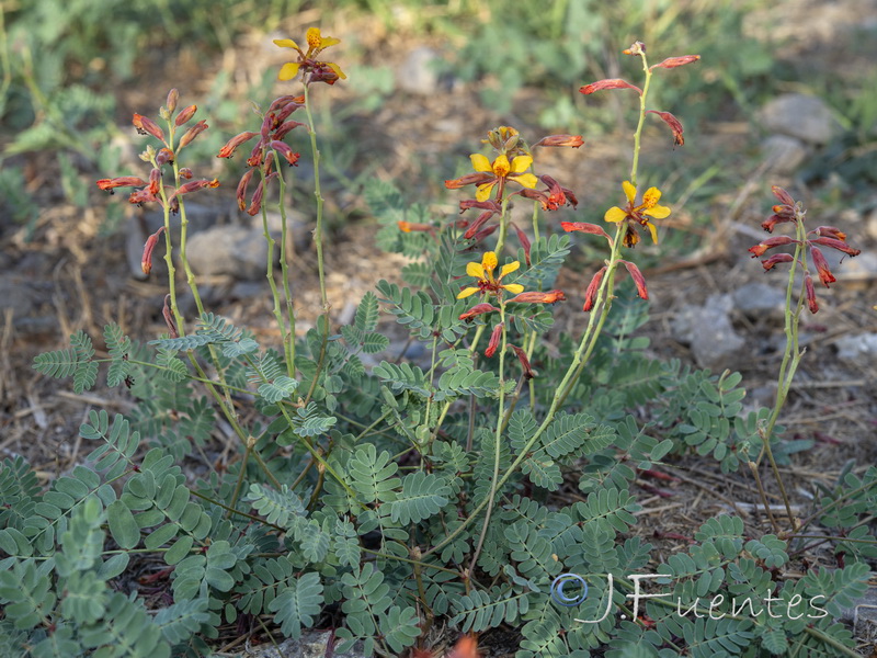 Hoffmannseggia glauca.19