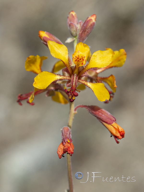 Hoffmannseggia glauca.26
