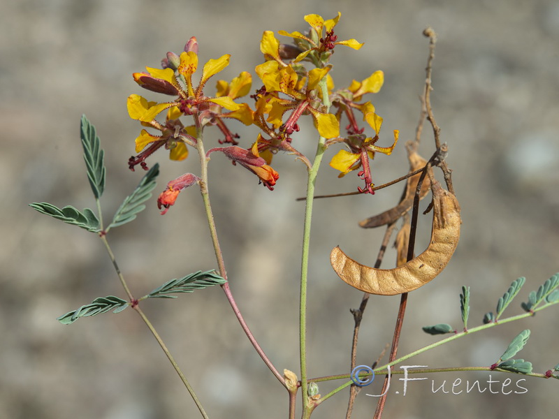 Hoffmannseggia glauca.27