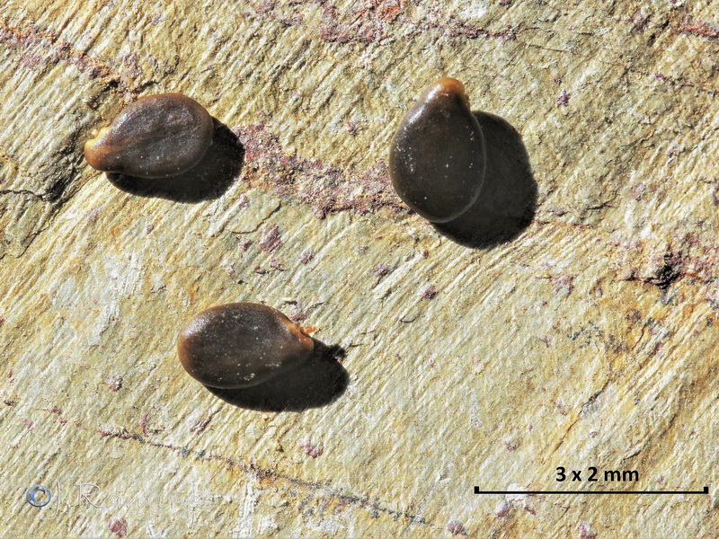 Hoffmannseggia glauca.28