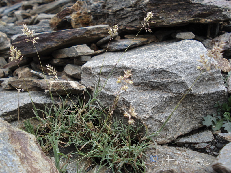 Holcus caespitosus.02